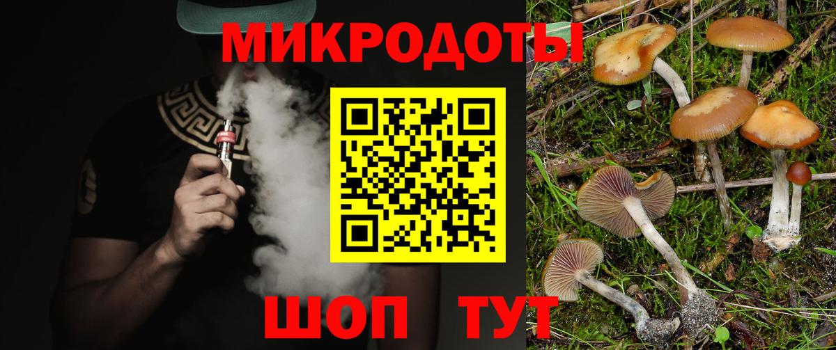 Псилоцибиновые грибы Psilocybe Великие Луки
